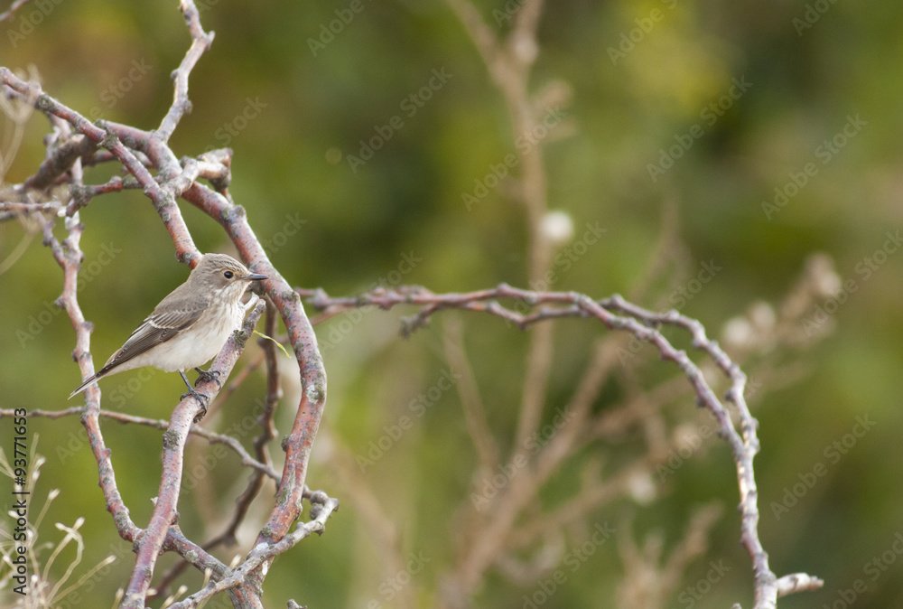 Spotted Flycatcher (Muscicapa striata) Spotted Flycatcher (Muscicapa striata)