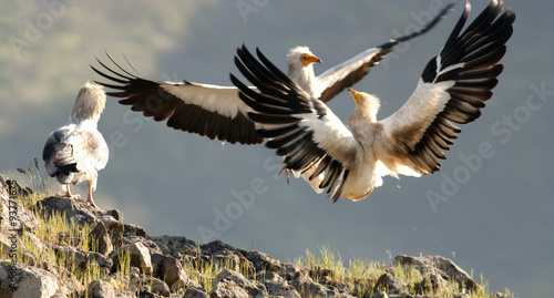 Принти на полотні Egyptian Vulture (Neophron percnopterus)