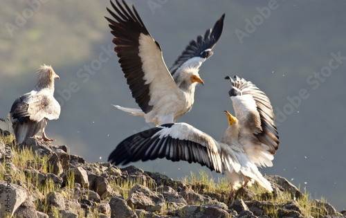 Egyptian Vulture (Neophron percnopterus) photo