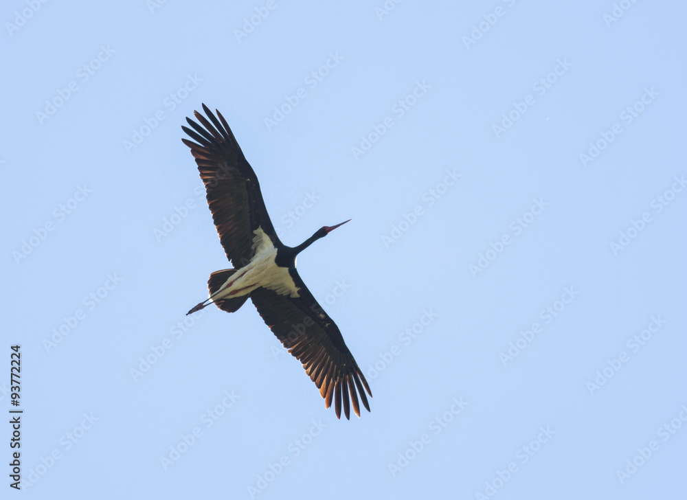 Obraz premium Flying Black Stork