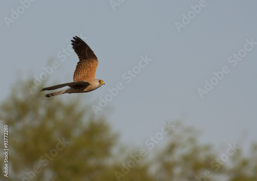 Lesser Kestrel