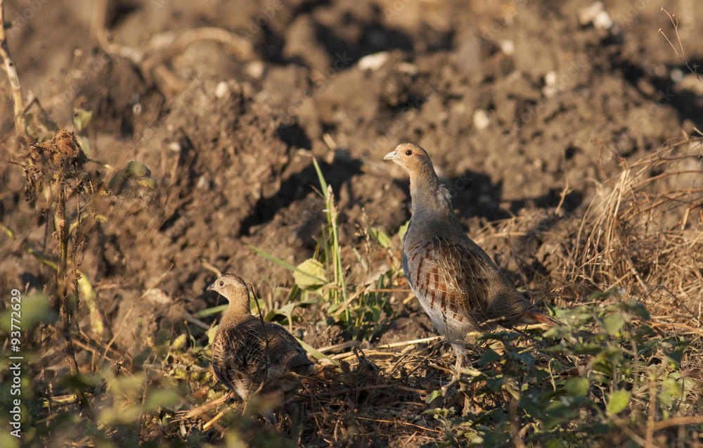 Grey Partridge (Perdix perdix) Grey Partridge (Perdix perdix)