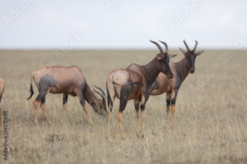 Portrait of east african topi antelope