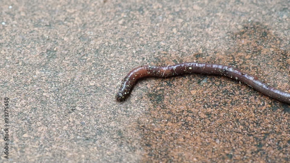 the earthworm on the cement floor is attacked by many ants the earthworm on the cement floor is attacked by many ants