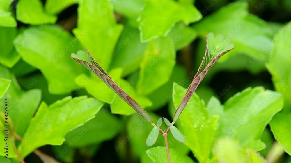 mimosa are folding their leafs after the strong vibration mimosa are folding their leafs after the strong vibration