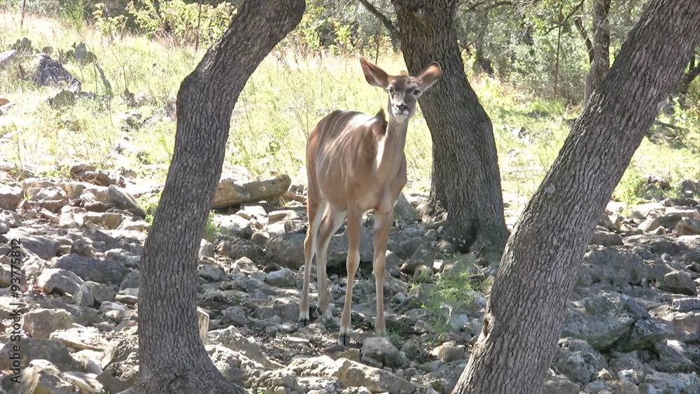 Kudu female in trees HD Kudu female in trees HD