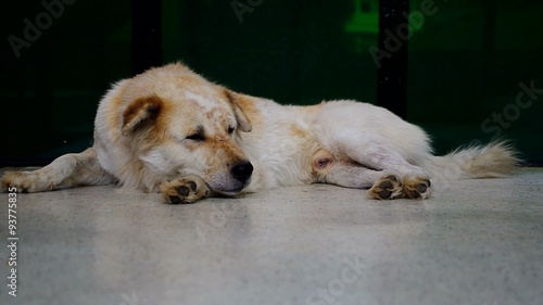 the old dog is laying down on the floor and ready to sleep