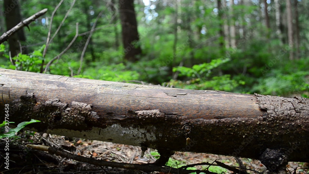 Shooting in the mountain wood. Slow motion. Shooting in the mountain wood. Slow motion.