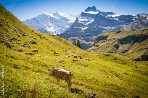 Kuhherde in den schweizer Alpen