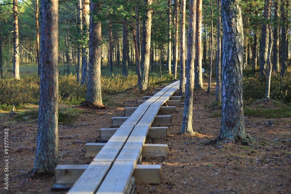 Pathway in the bogs