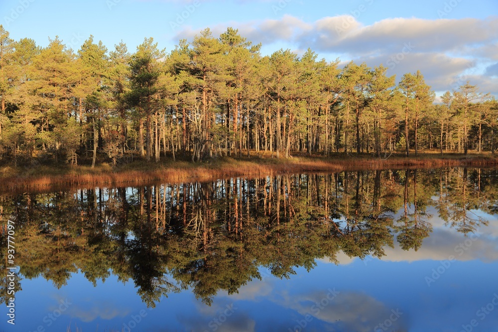 Pines reflections