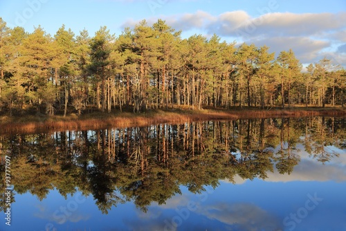 Pines reflections