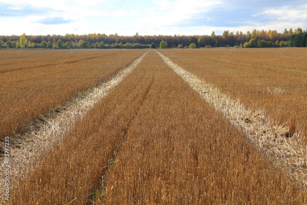 Path in the field