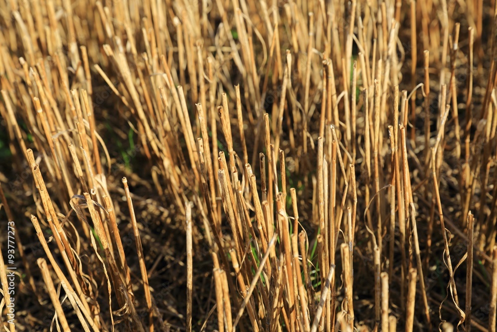 Fototapeta premium Wheat pattern