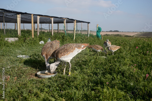 Great bustard, Otis tarda photo