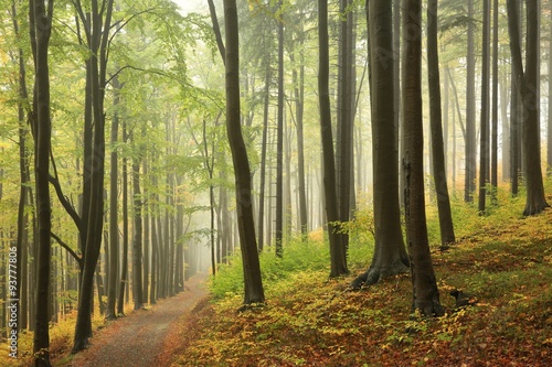 Dekoracja na wymiar  view-of-autumn-beech-forest-on-a-foggy-weather