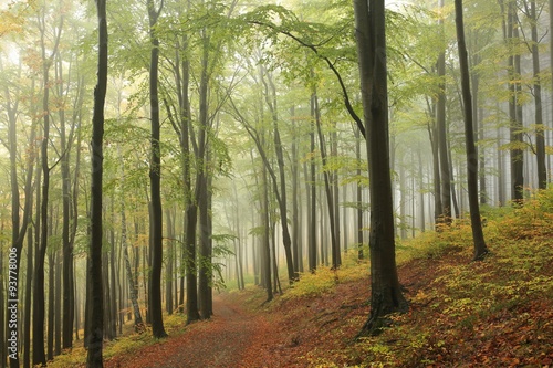 Trail through the beech forest in a foggy weather