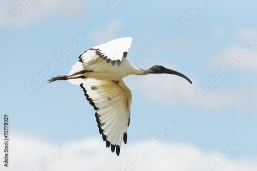 Close up of a Sacred Ibis in flight