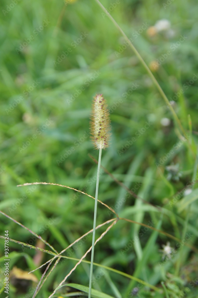 herbe du jardin