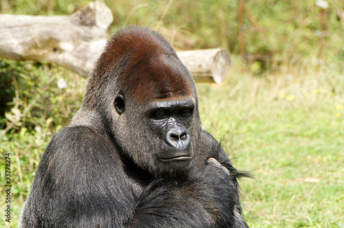 Gorille des plaines mâle dominant © JC DRAPIER