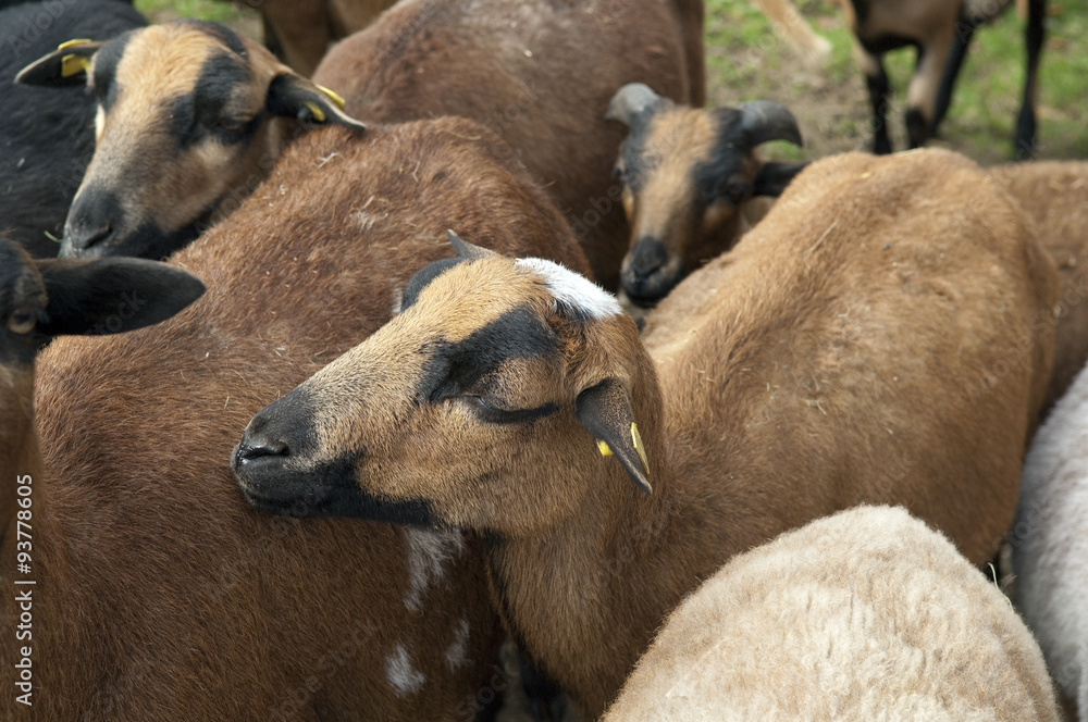 Fototapeta premium Coburger, Fuchsschaf, Thueringer, Waldziege