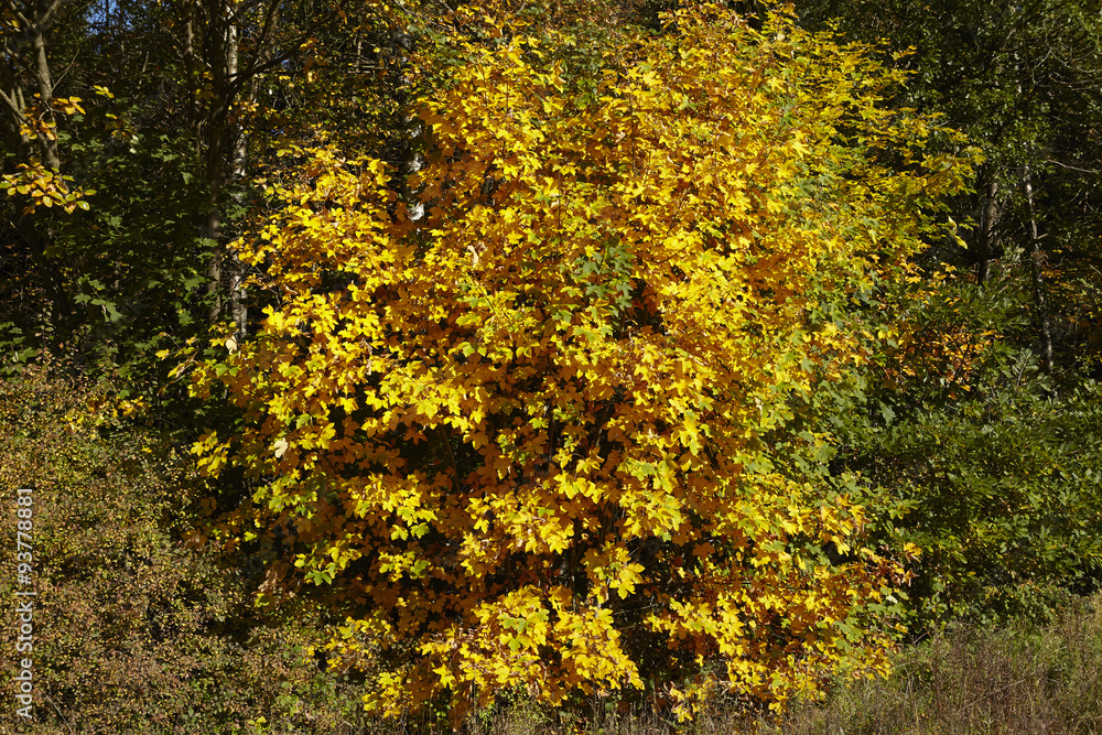 Waldrand im Herbst mit gelben und grünen Blättern
