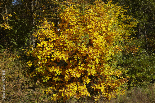Waldrand im Herbst mit gelben und grünen Blättern