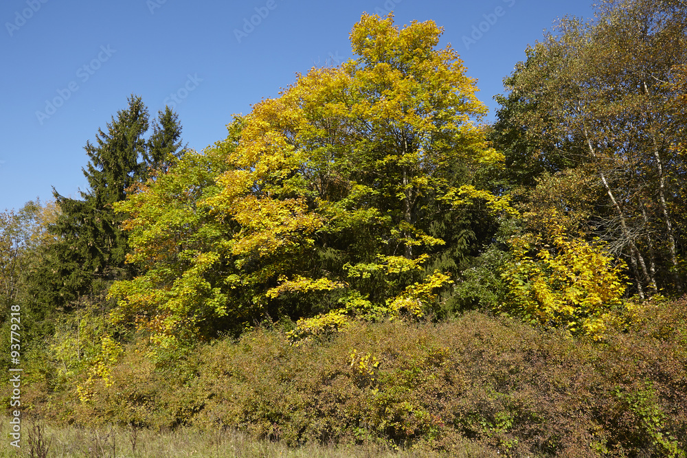 Naklejka premium Waldrand im Herbst mit gelben und grünen Blättern