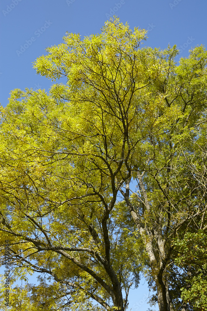 Herbstliche Baumkronen mit grünen und gelben Blättern