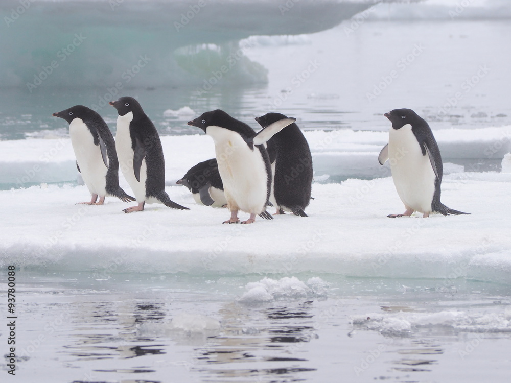 Obraz premium Adelie penguins on Antarctic Peninsula