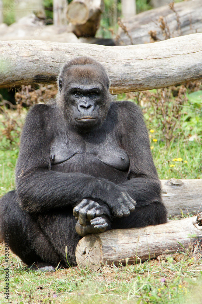 gorille des plaines femelle les bras croisés