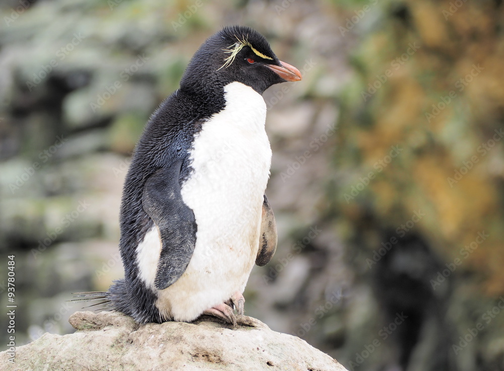 Fototapeta premium Rockhopper penguin on Falklands