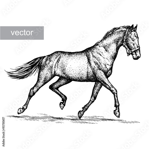 engrave horse illustration