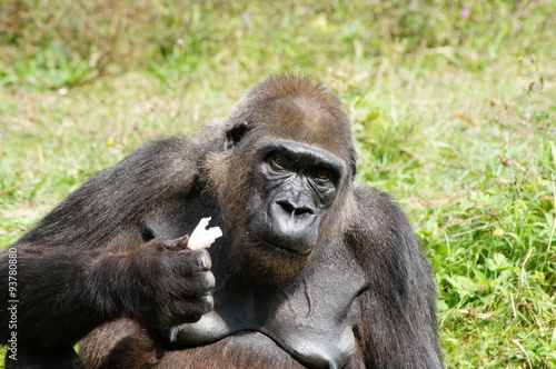 gorille des plaines femelle en train de manger