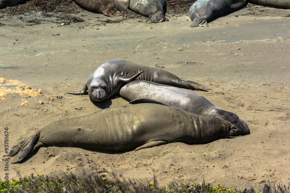Fototapeta premium Elephant seals on the beach, California
