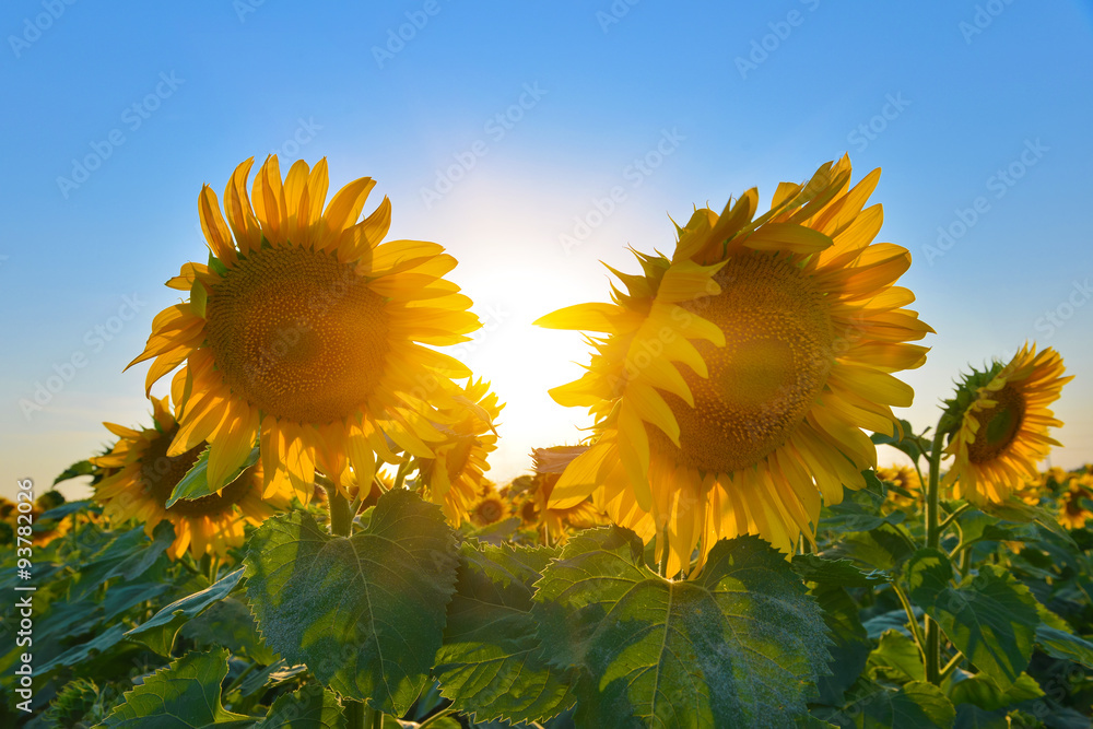 Obraz premium Sunflowers