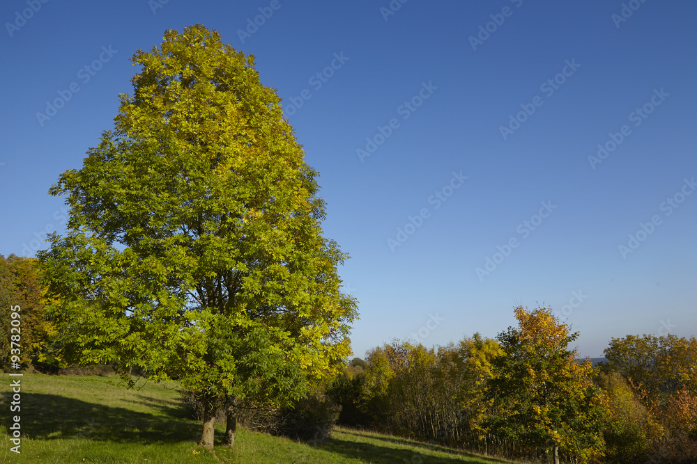 Herbstlicher Baum mit grünem und gelben Blättern