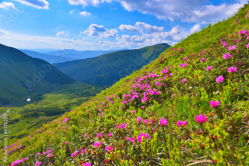 Flowers in summer mountains