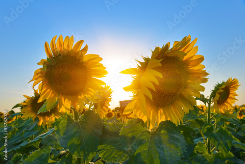 Fototapeta Naklejka Na Ścianę i Meble -  Sunflowers
