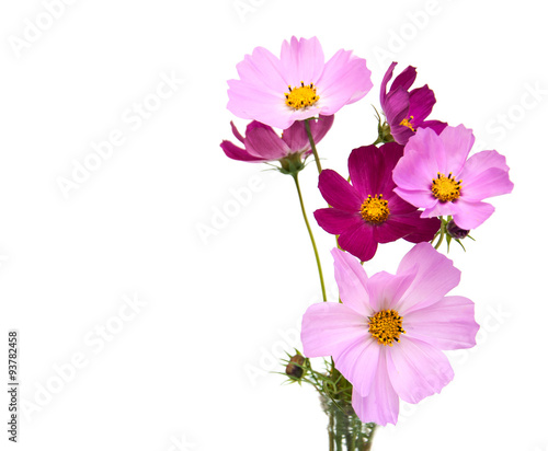 Cosmos flowers