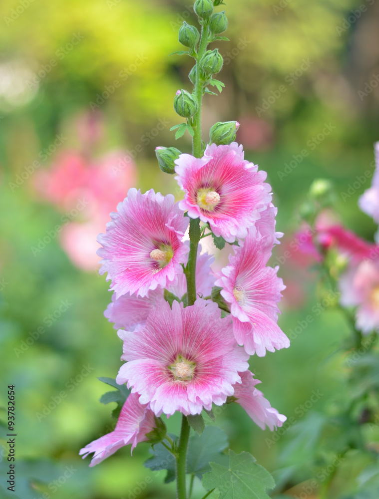 Fototapeta premium Pink hollyhock