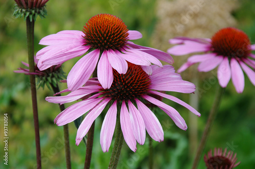 Sonnenhutblumen auf der Wiese