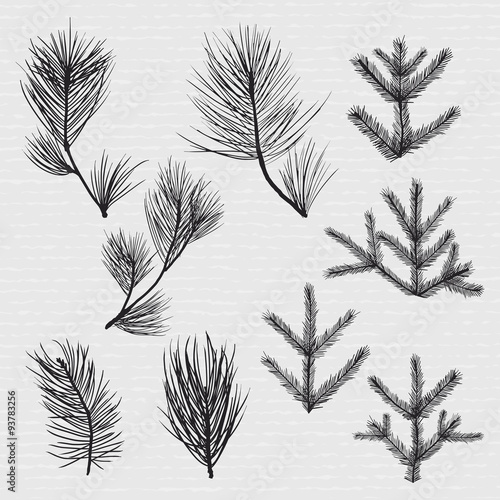 Conifer branches