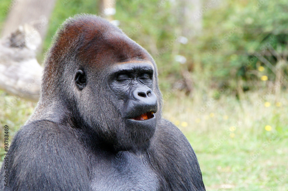 Gorille à dos argenté en train de manger