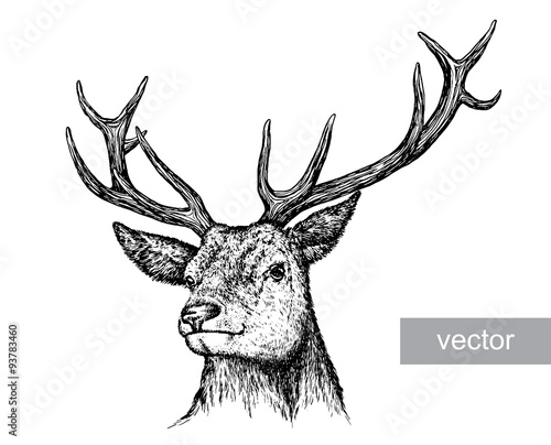 engrave deer illustration
