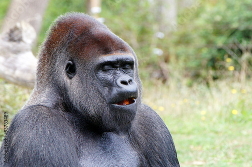 Gorille à dos argenté en train de manger