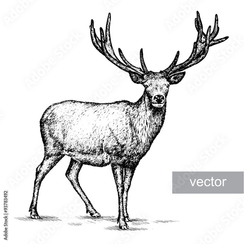 engrave deer illustration