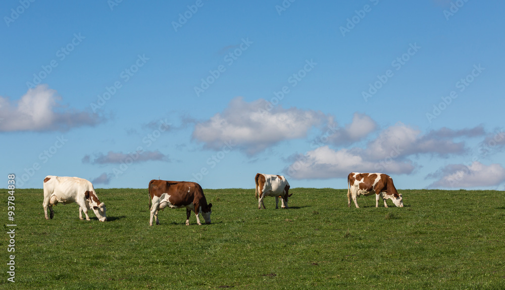 vaches montbéliardes