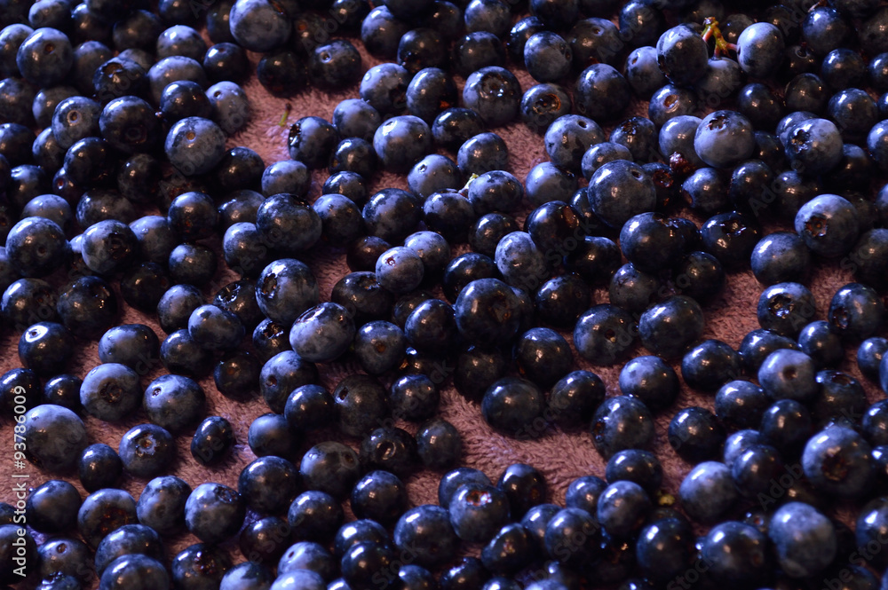 Wet blueberries spread out on towel Wet blueberries spread out on towel