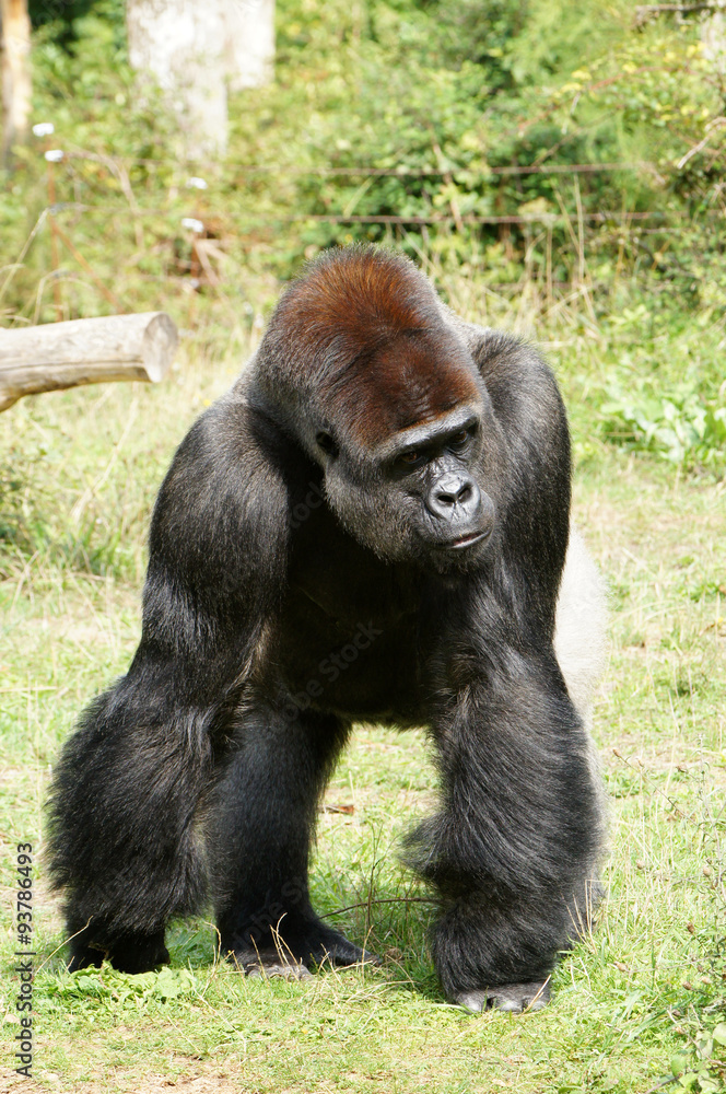 Gorille mâle dominant à dos argenté chargant Gorille mâle dominant à dos argenté chargant